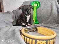CM Stafford - Staffordshire Bull Terrier - Portée née le 26/01/2021