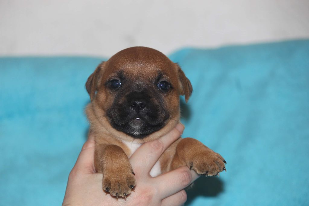 CM Stafford - Staffordshire Bull Terrier - Portée née le 26/01/2021