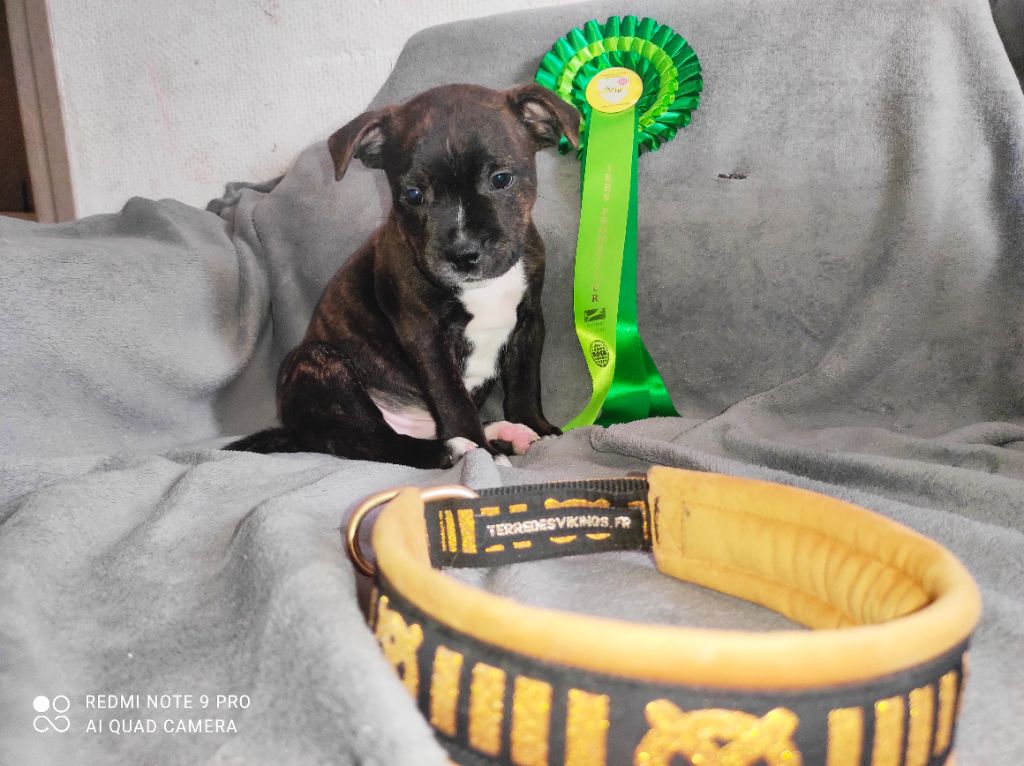 CM Stafford - Staffordshire Bull Terrier - Portée née le 26/01/2021